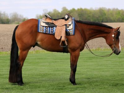 2017 Winnies Willy Gelding