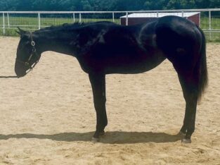 Black Willy Be Invited Yearling Filly