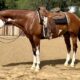 Flashy APHA All-Around Gelding Prospect
