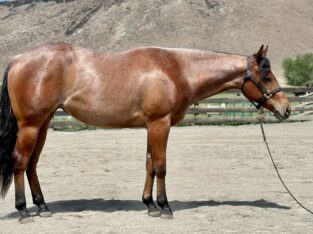 Pretty Bay Roan Western Prospect