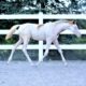 2023 The Wow Factor Colt