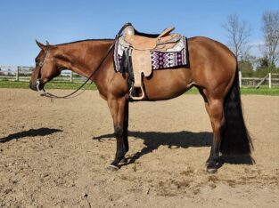 2019 Western AQHA mare by Winnies Willy