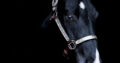 Black all around gelding by RLBOS!
