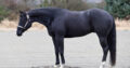 Black all around gelding by RLBOS!