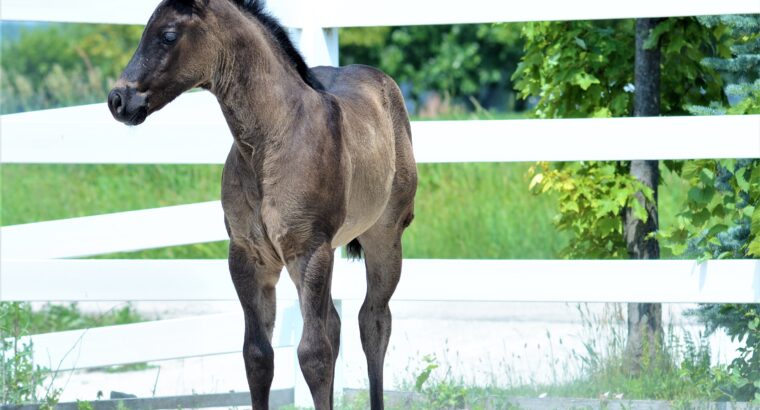 2023 My Final Notice Filly