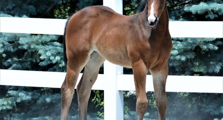2023 The Wow Factor Filly
