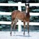 2023 The Wow Factor Filly