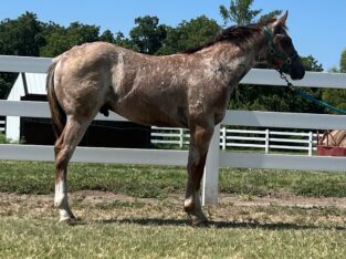 2023 AQHA/APHA Colt- Very Strong