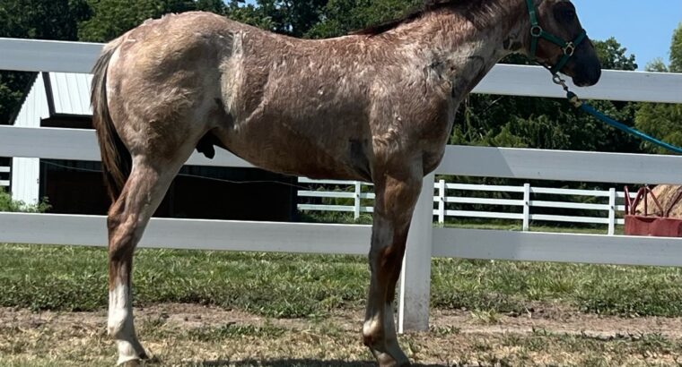 2023 AQHA/APHA Colt- Very Strong