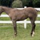 Double Weanling Filly by VS Code Red