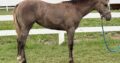 Double Weanling Filly by VS Code Red