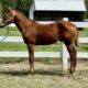 AQHA Weanling – Machine Made x RL Mare