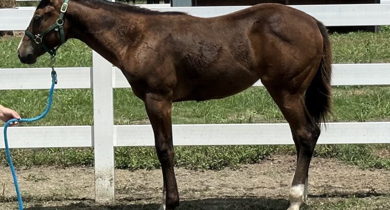2023 APHA Filly with a BRIGHT Hunter Future