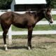 2023 APHA Filly with a BRIGHT Hunter Future