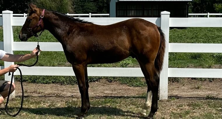 2023 AQHA Colt- Gonna be a SHOW STOPPER