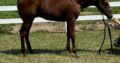 2023 AQHA/APHA (solid) Colt- VERY cute