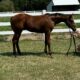 2023 AQHA/APHA (solid) Colt- VERY cute