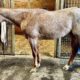 Full Double VS Code Red Mare