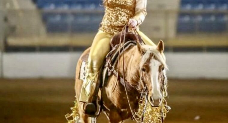 Palomino Ranch Riding/Reining Mare