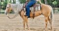 Palomino Ranch Riding/Reining Mare