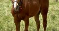 Fancy Weanling Certain Potential Gelding
