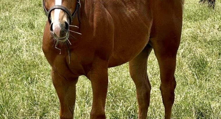 Fancy Weanling Certain Potential Gelding