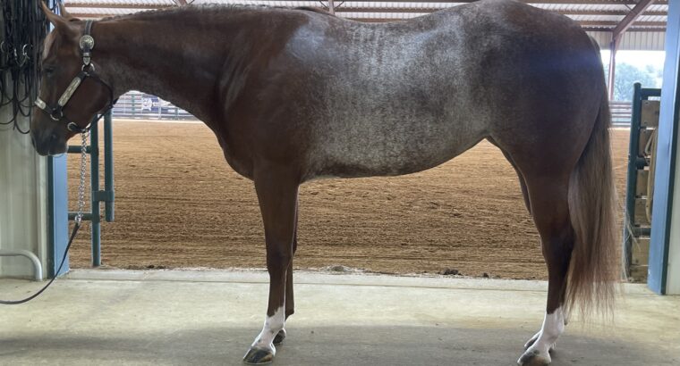 2YO full double Mare by VS Code Blue