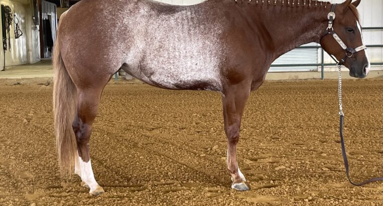 2YO full double Mare by VS Code Blue