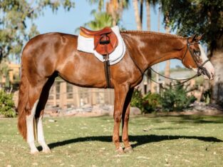 Factory Girl- 2x APHA RWC Mare