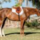 Factory Girl- 2x APHA RWC Mare