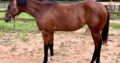 Stunning Bay Justa Creepin Yearling Filly