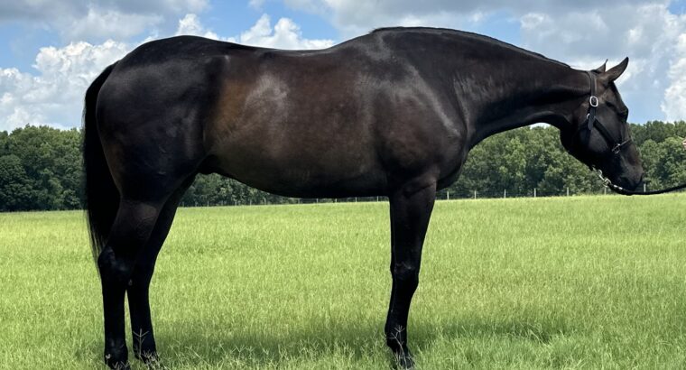 Super Sweet Gelding by These Irons Are Hot