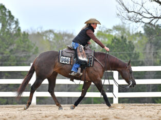 Gorgeous 2013 Mare by Magnum Chic Dream