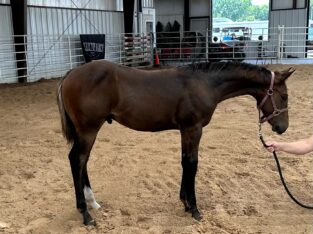2023 AQHA/ APHA Colt with great eye appeal