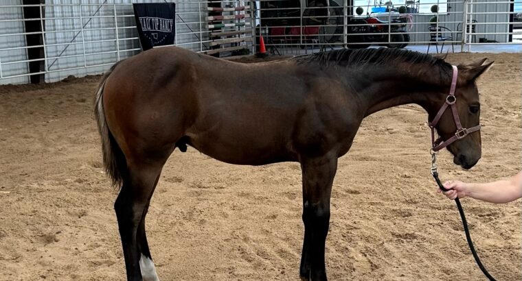 2023 AQHA/ APHA Colt with great eye appeal