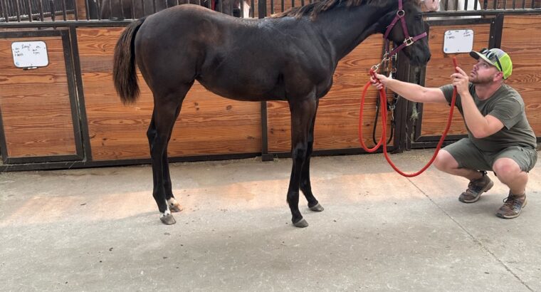 2023 APHA (reg) Filly- Hunter Prospect- WOW!