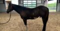 23 AQHA/APHA Colt- All Around Prospect DELUXE
