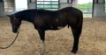 23 AQHA/APHA Colt- All Around Prospect DELUXE