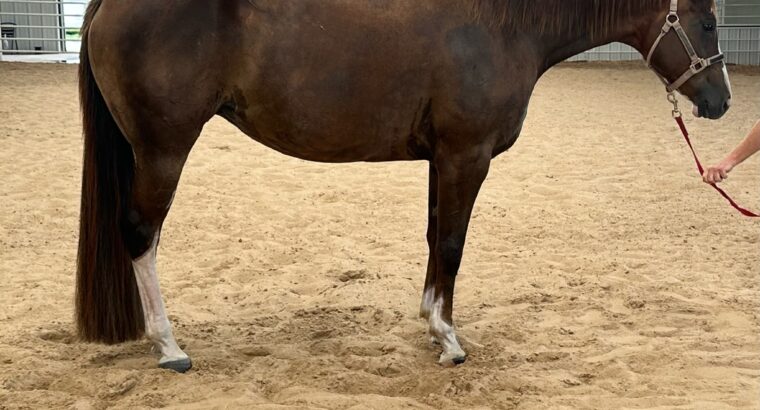 2018 AQHA/APHA (reg) Mare- by The Ult Fancy