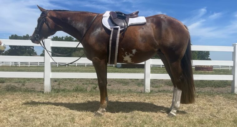 2018 AQHA/APHA (reg) Mare- by The Ult Fancy