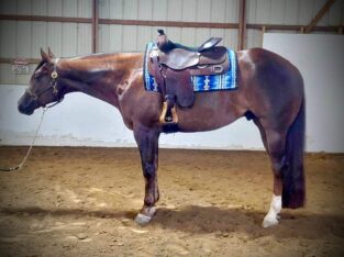4YO Winnies Willy Gelding