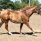 MMWW Yearling Filly Prospect