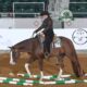 Fancy APHA All-Around Deluxe Gelding