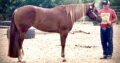 Full Double AQHA/APHA Flashy Ranch Riding Mare