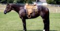 Pretty Krymsun Kruzer All-Around Mare