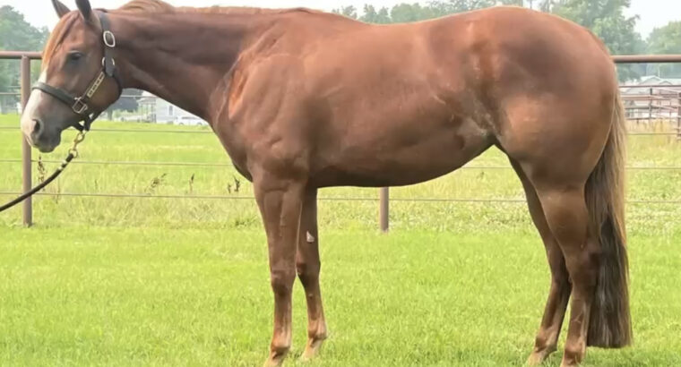 2YO Nite Moves WP Mare Prospect