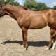 MMWW Yearling Filly Prospect
