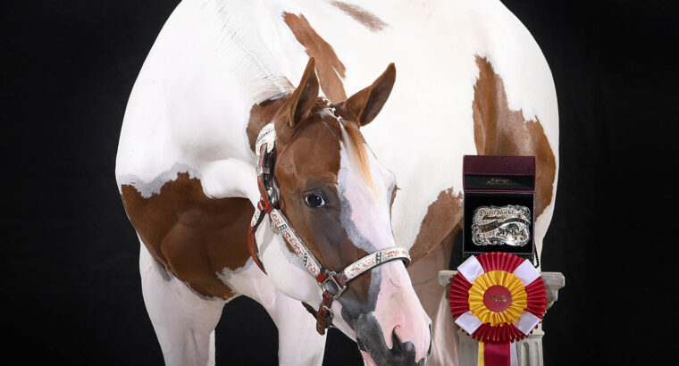 3x Horse of the Year and Res. World Champion