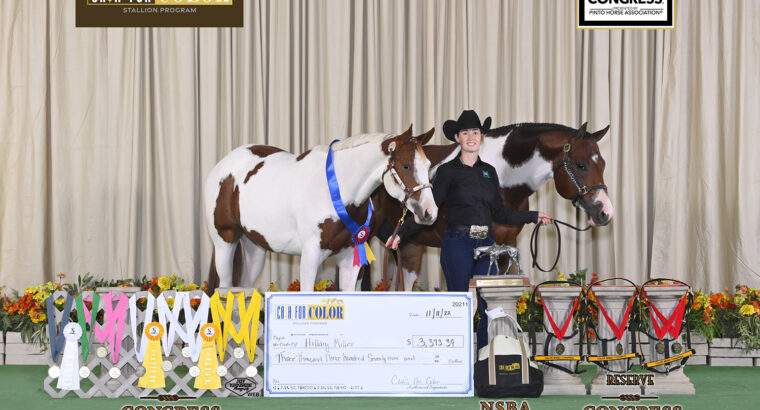 3x Horse of the Year and Res. World Champion
