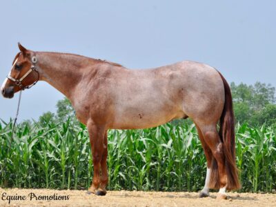 4 Year Old Son of Openrange